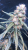 47D7436E-0AC8-4DEA-92CB-4599604A3654.png