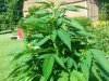 20180620_095545.jpg 20180620_095545.jpg