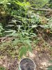 IMG_20180623_163542.jpg