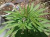 20180625_135501.jpg