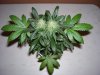100_8186.JPG