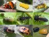 asian beetle.jpg