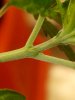 mir_20180702_235207.jpg