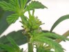 littlebud2.jpg