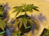 Purple Kush Clone.jpg