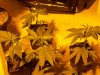 Purple Kush Clones.jpg