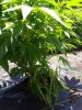 IMG_20180704_110634646.jpg