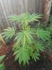 20180704_065936.jpg 20180704_065936.jpg