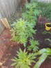 20180704_070011.jpg 20180704_070011.jpg