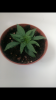 Screenshot_20180705-142539.png