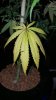 Green-Yellow Leaf.jpg