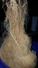 Root Mass 2.jpg