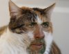 cage-cats1.jpg