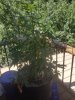 20180710_111850.jpg 20180710_111850.jpg