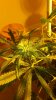 plants 7-13 #2.jpeg