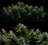 uk420.jpg
