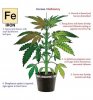 iron-deficiency-cannabis-drawing.jpg