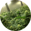 PG canopy.png