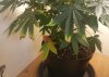 20180720_131447.jpg 20180720_131447.jpg