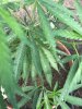 IMG_1107.jpeg