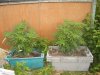 DSCN8748.JPG