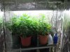 Weed 007.jpg