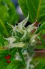 blowfish_flower_trichomes_x15_1.jpg