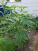 20180725_104233.jpg