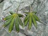 IMG_20180726_131742758.jpg