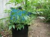 DSCF1743.JPG