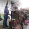 altin_kangal_ciftligi_kral_zpsslb4ma4i.jpg