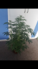 Screenshot_20180730-160110.png
