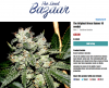Original Bruce Banner (6 seeds) _ theseedbazaar.png