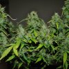 185580_fastbuds-ccfastbudscc_xl.jpg