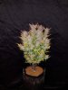 275608_hawkbo-cookies-x2fastbudscc.jpg