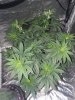 20180805_214444.jpg