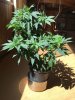 GirlScout180704.jpg