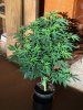 GirlScout180717.jpg