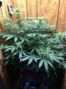 GirlScout180801.jpg