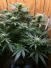 GirlScout180808.jpg