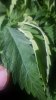 20180809_122554.jpg