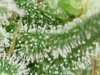 IPC_2018-08-09.22.04.20.8850.jpg