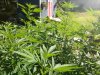 IMG_20180809_162454036.jpg