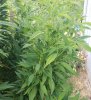 20180811_142958.jpg
