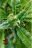 flower_trichomes_x15_1.jpg