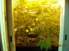 white widow and big laughing 5 days flower.jpg