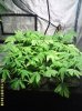 yellowing2pnt.jpg