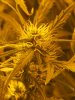 week 5 bud.jpg
