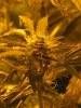 week 5 bud (2).jpg