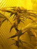 week 5 bud (3).jpg
